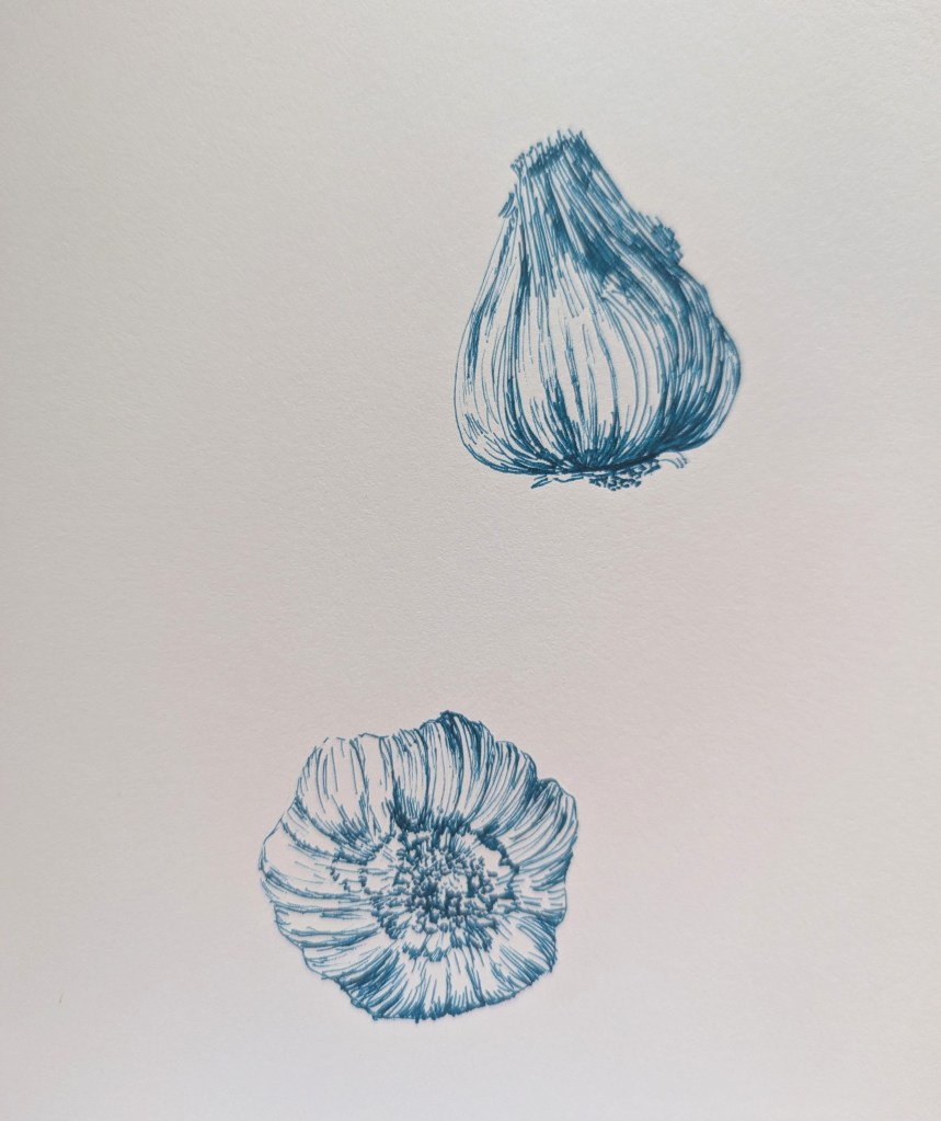 A pen sketch of two garlic heads at different angles