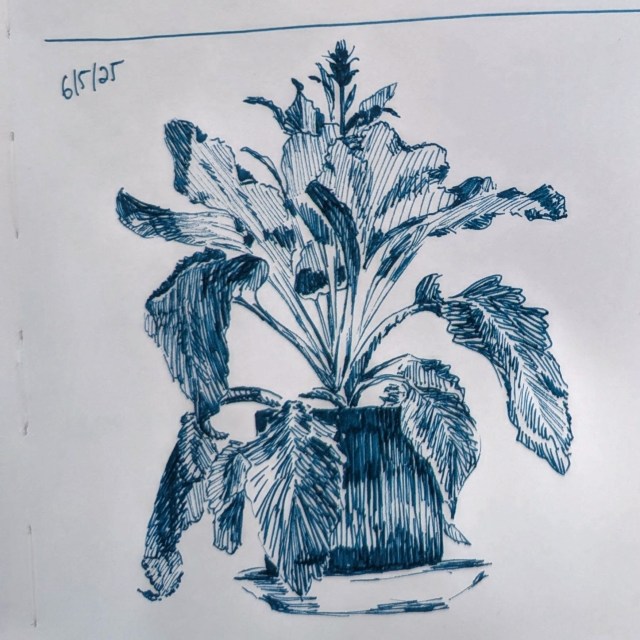 A pen sketch of a houseplant in a dark colored pot with heavy shading