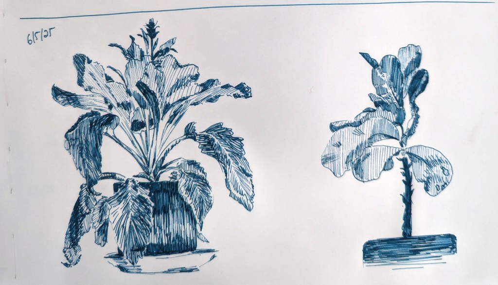 A pen sketch of two houseplants with heavy shading