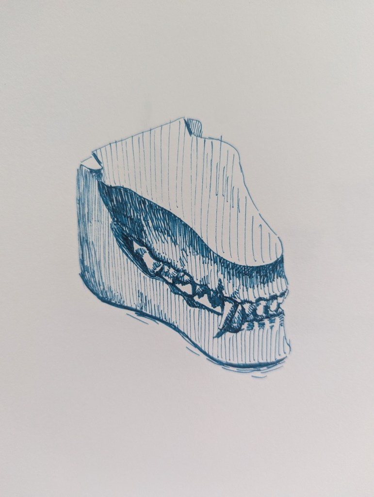 A pen sketch of a veterinary anatomical model of dog's teeth and gums