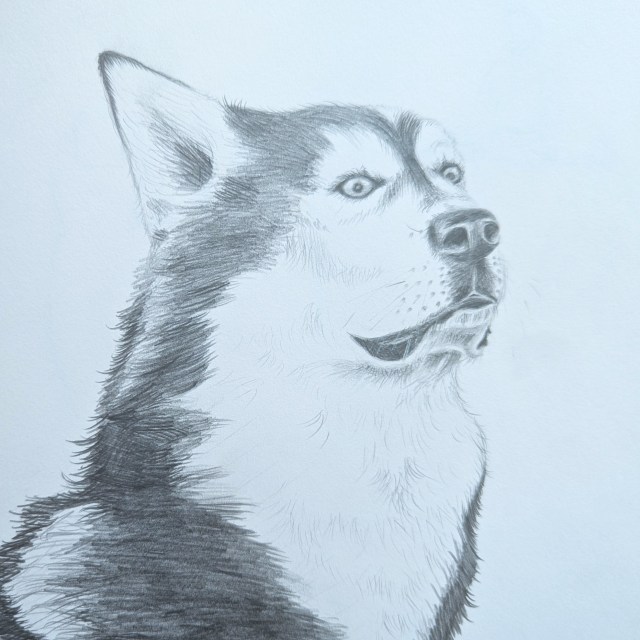 A pencil sketch of a husky from the chest up with one ear pointing upward.